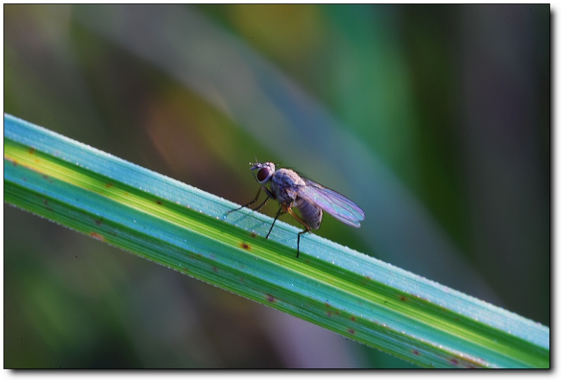 grass fly 摄影 boxer