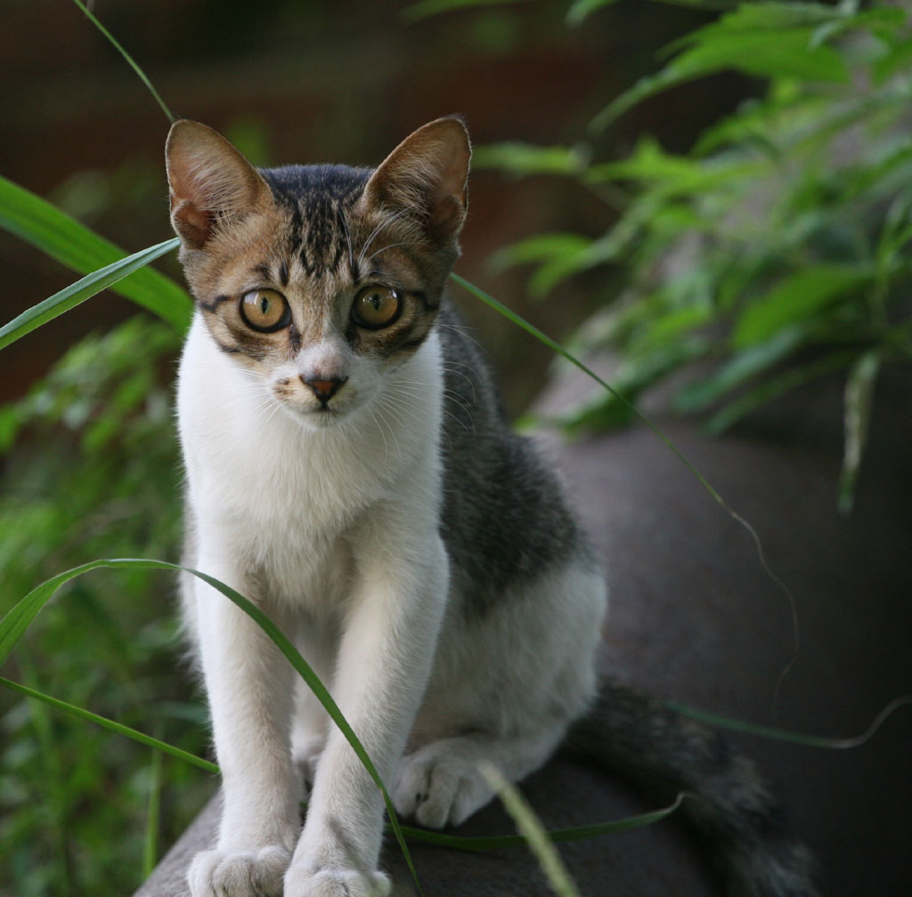 警惕的小猫咪 摄影 photo_lvoer