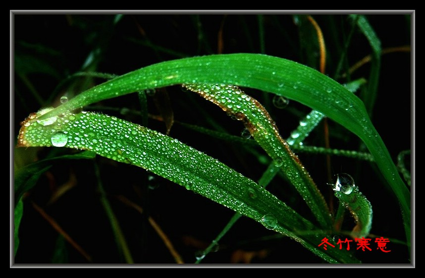 雨露 摄影 冬竹寒意