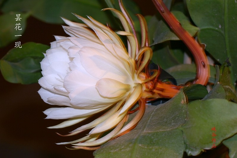 昙花一现5 摄影 峡谷