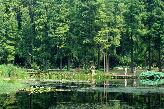 植物园风景 摄影 楚园秋韵