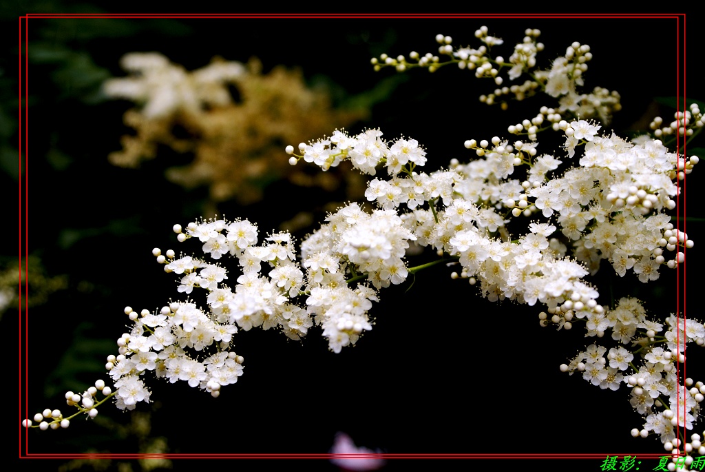 珍珠梅 摄影 夏日雨