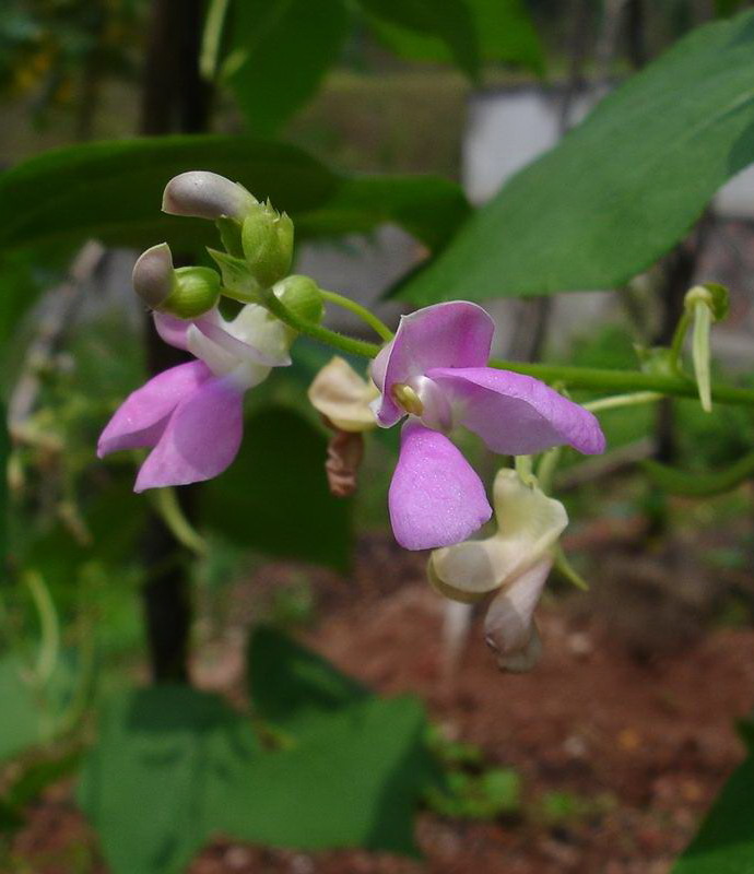 菜豆的花 摄影 青花瓷