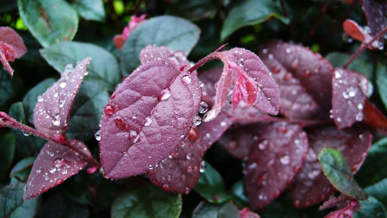 雨后 摄影 一壹