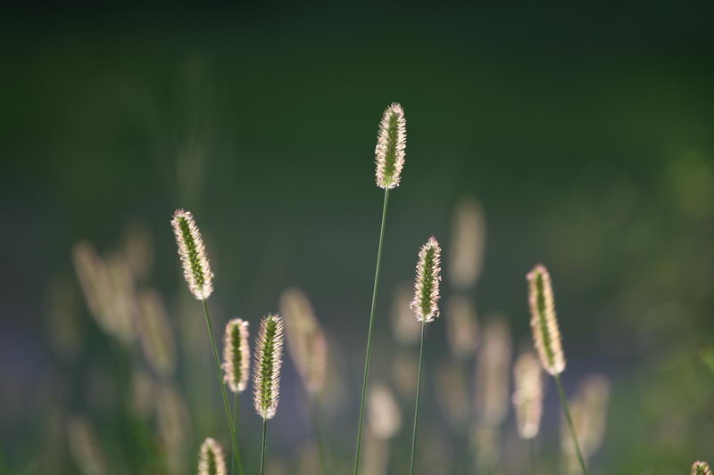 迎着朝阳的狗尾巴草 摄影 photo_lvoer