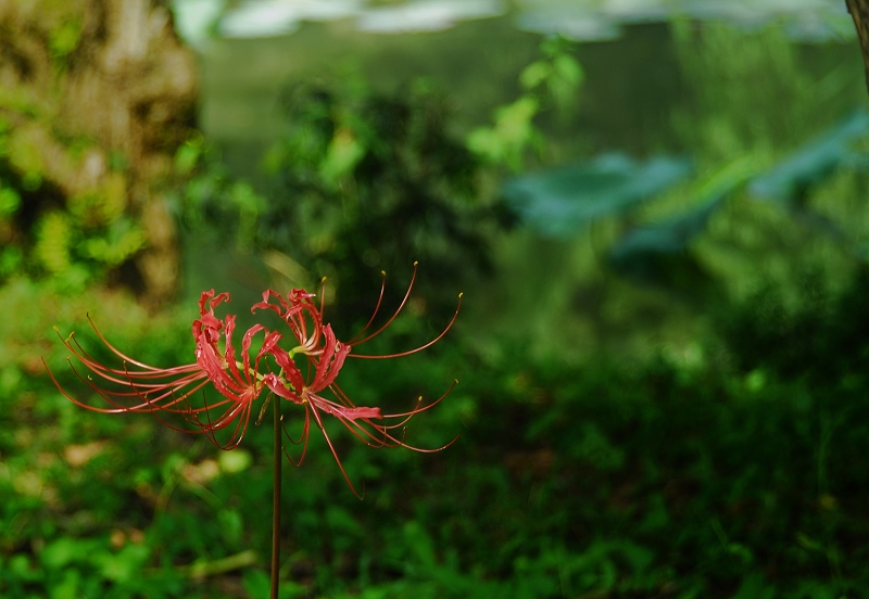 无名小花 摄影 sy8