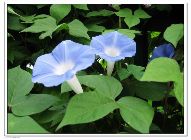 牵牛花 摄影 品感