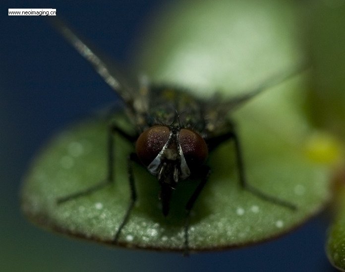 Fly 摄影 華天