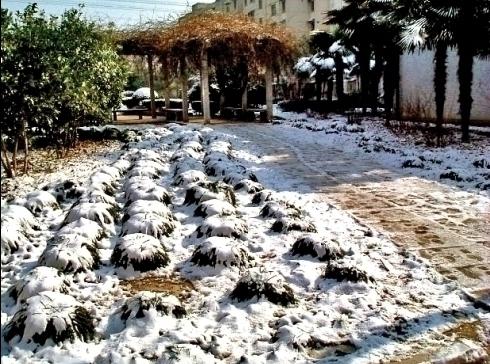 小区里的雪 摄影 禅禅