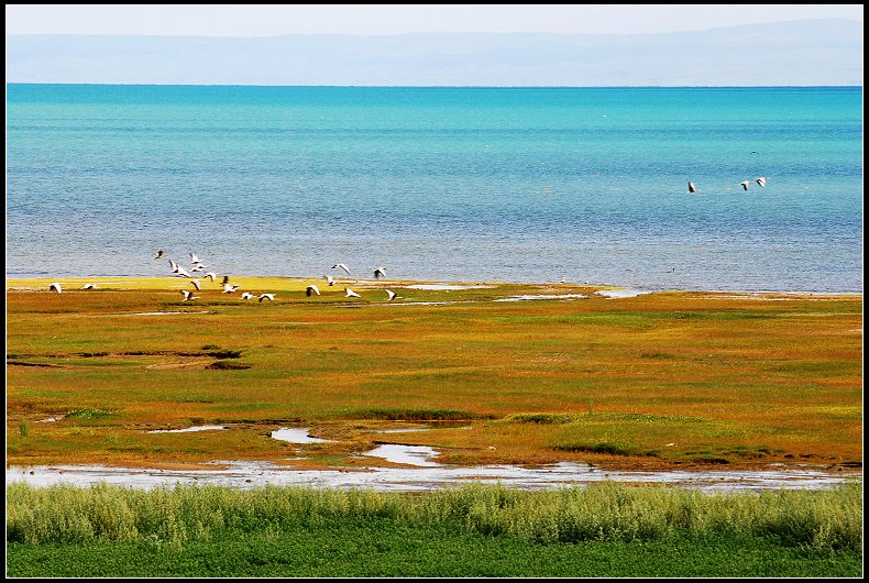 青海湖湿地 摄影 louis505