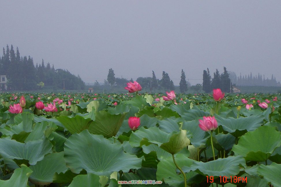 荷花 摄影 淡淡的忧郁