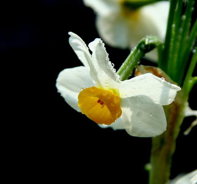 水仙花 摄影 梅花