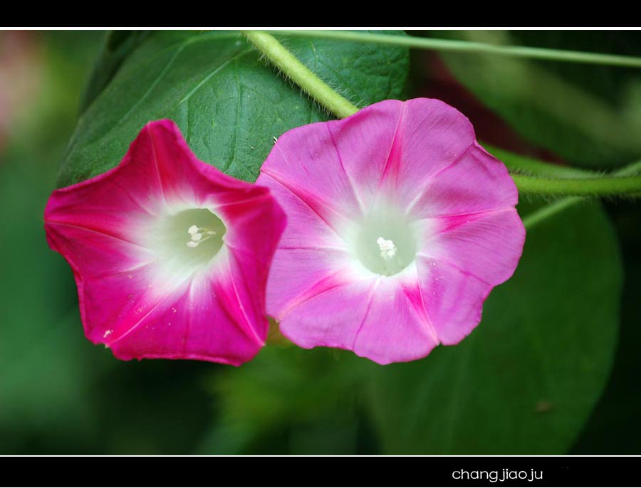 牵牛花2 摄影 changjiaoju