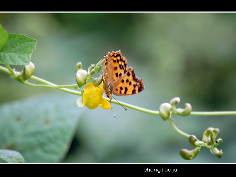 花蝴蝶 摄影 changjiaoju