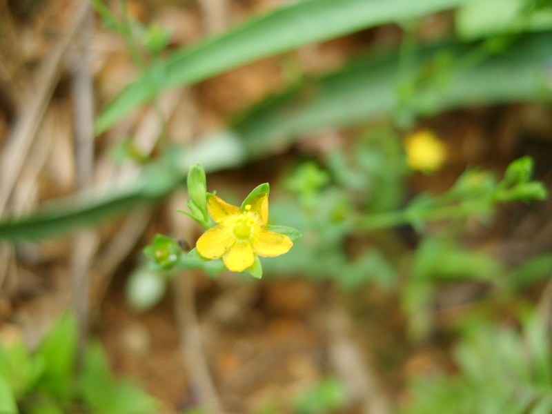 花花世界·花儿开 摄影 小唐虫