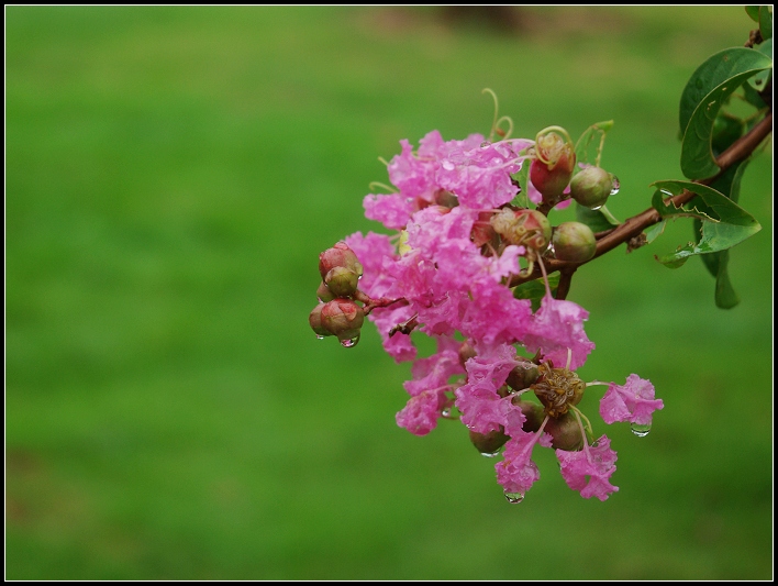 雨花 摄影 qnh689