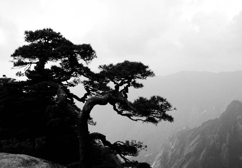 黄山松 摄影 季风