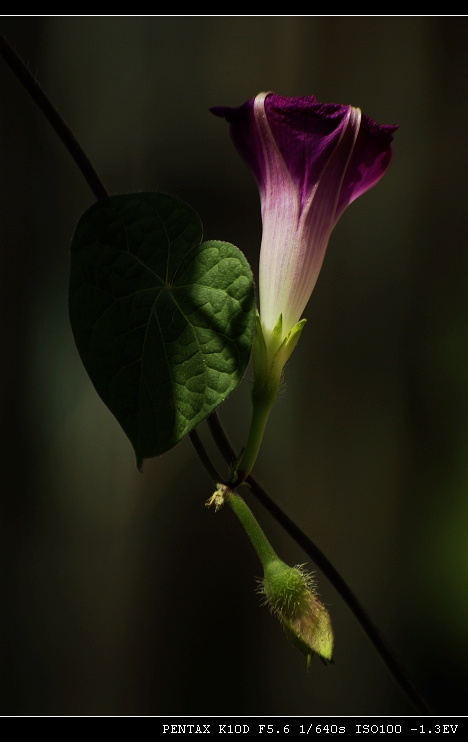 牵牛花 摄影 幽谷无光