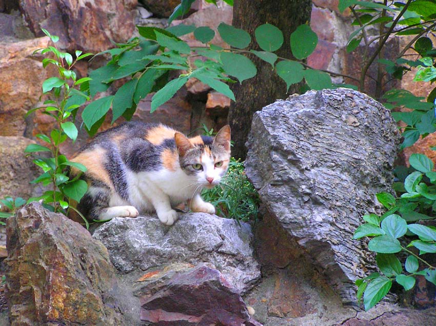 小花猫 摄影 精密