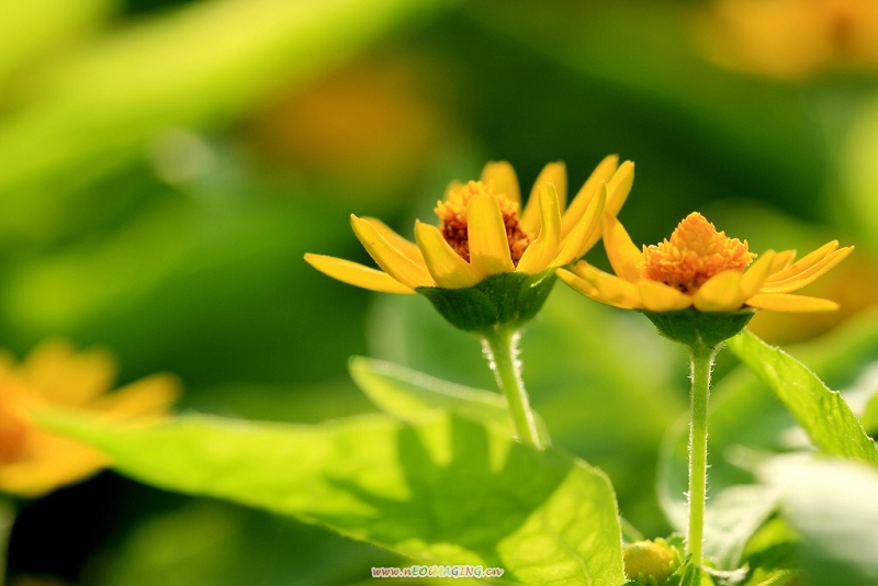 雏菊 摄影 静沁