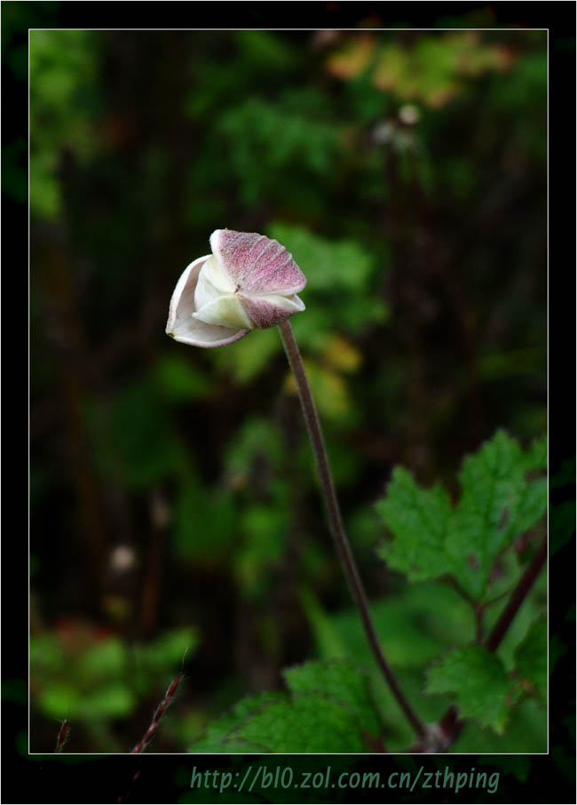 山花 摄影 zthping