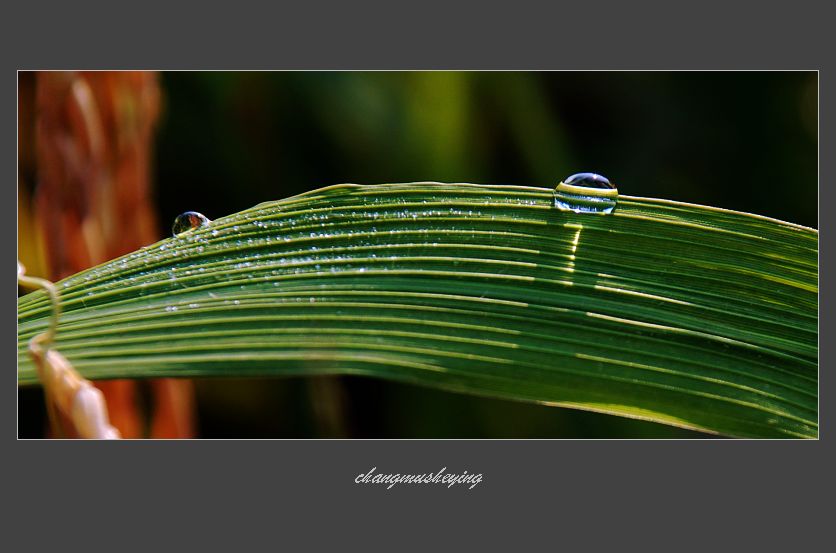 阳光雨露 摄影 长木