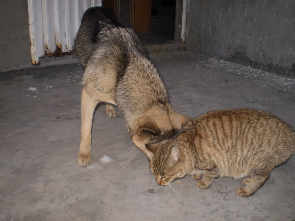 猫狗争食图 摄影 药师