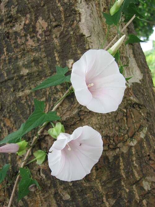 牵榴花 摄影 DONG东东