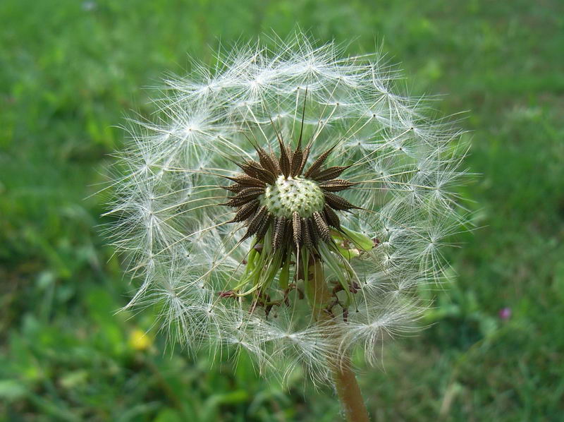 蒲公英 摄影 青花瓷