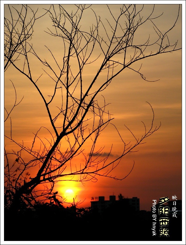 夕阳 摄影 海飘羚羊