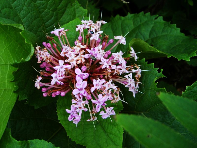 花花世界·花儿开 摄影 小唐虫