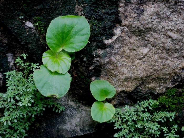 小草 摄影 海亚