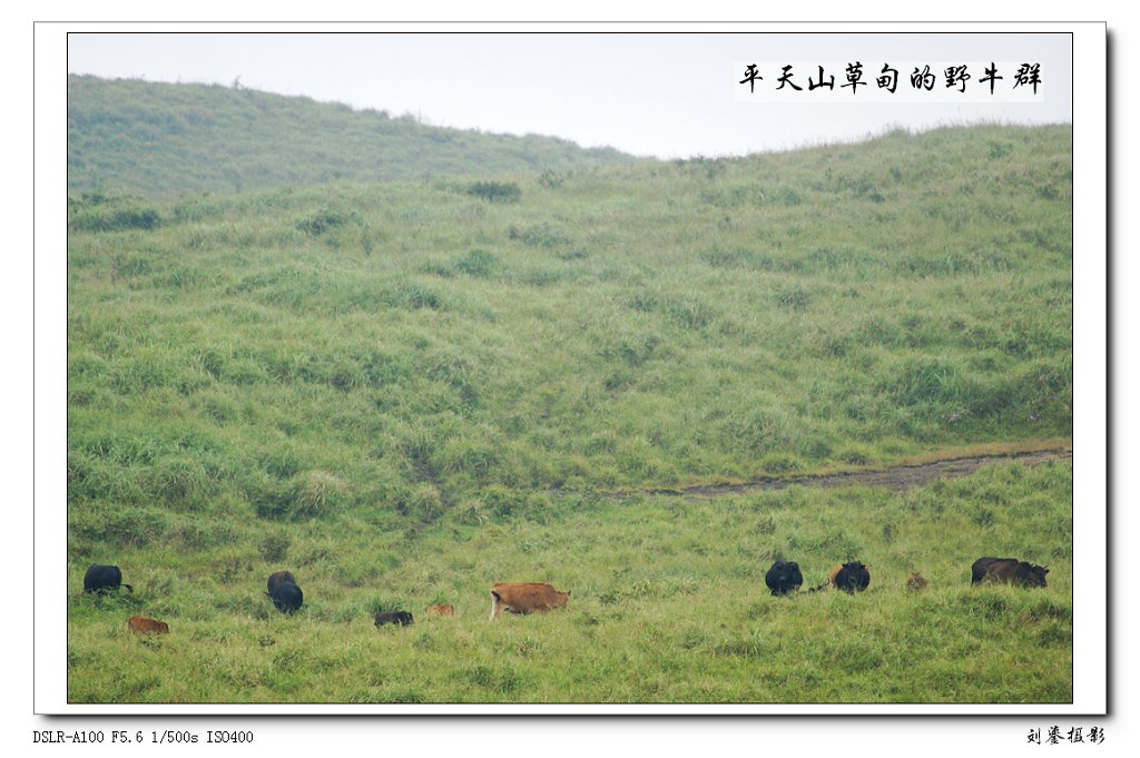 平天山野牛群 摄影 刘鎏