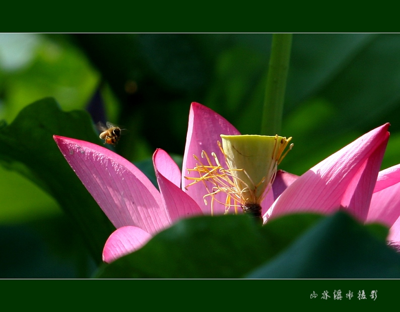 荷香迎客 摄影 山林溪水