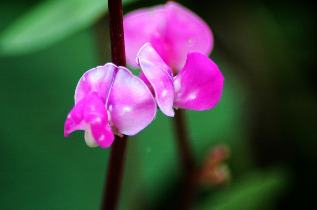 小花 摄影 旭明