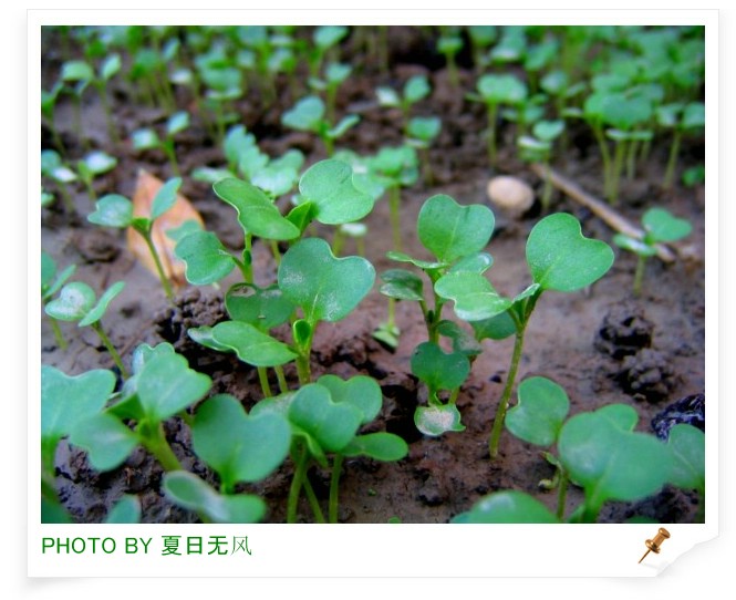 茁壮 摄影 夏日无风