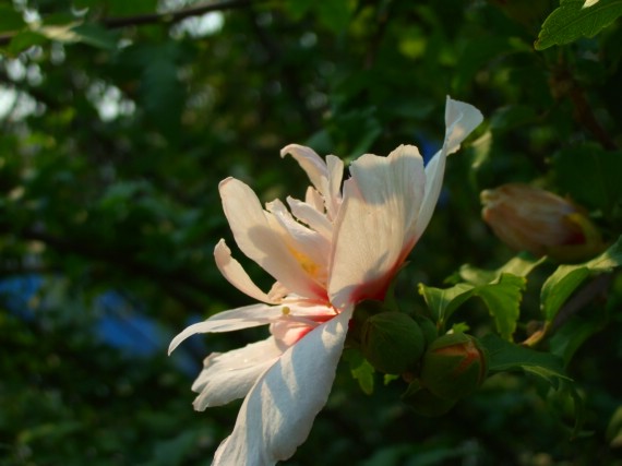 花儿 摄影 花枝俏