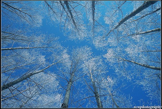 《白杨慕雪》 摄影 缤纷极夜