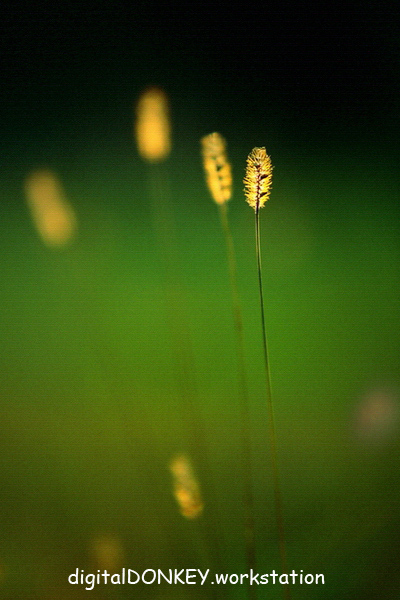 狗尾巴草 摄影 第几条猫