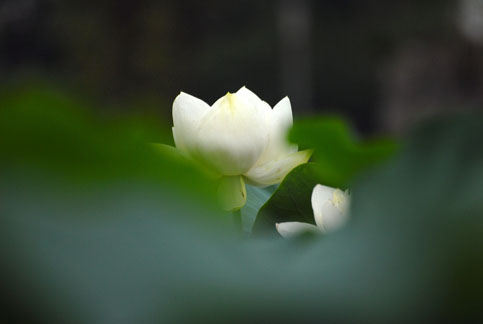 雾里看花 摄影 将爱随身携带