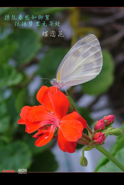 蝶恋花 摄影 峰舞九天