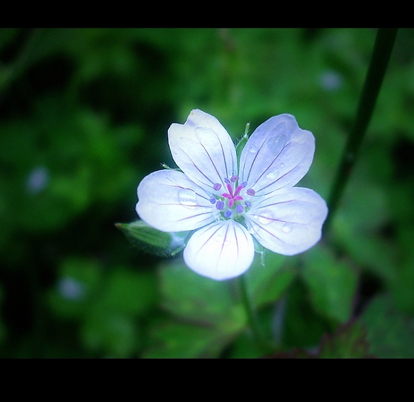 那些花儿...... 摄影 dugu66