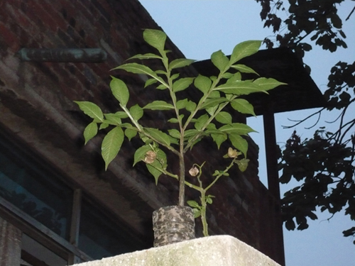 植物 摄影 呼噜呼噜