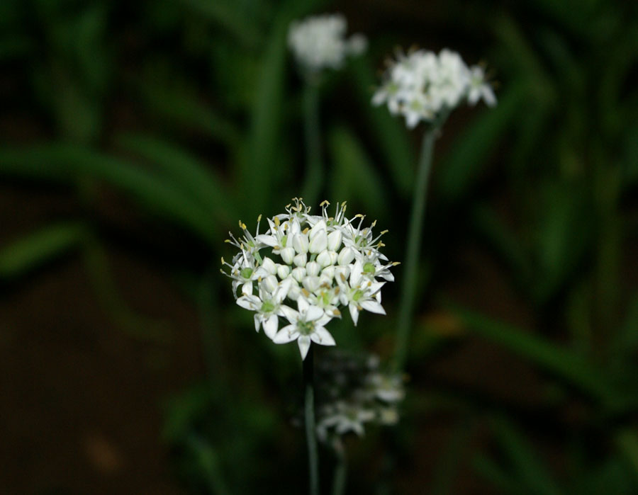 韭菜花 摄影 金飞