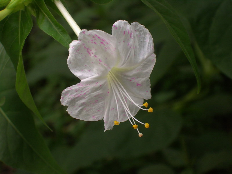 “喝汤花” 摄影 郑州老冒