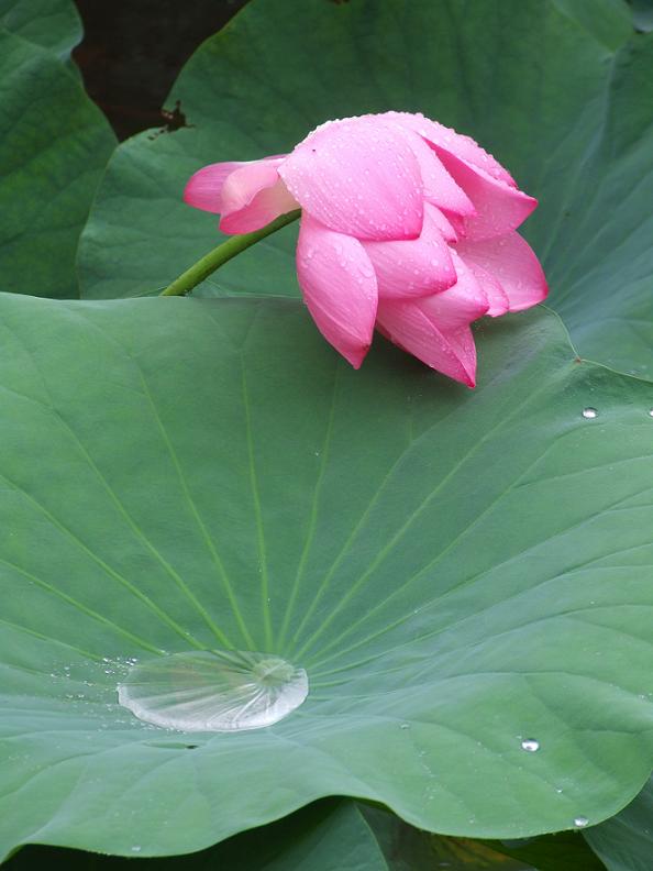 雨荷 摄影 老油条