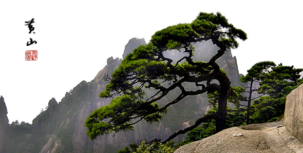 送客松-黄山 摄影 游居