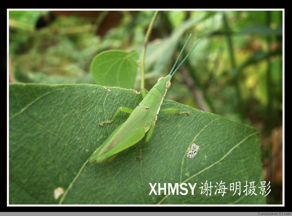 昆虫 摄影 明海谢