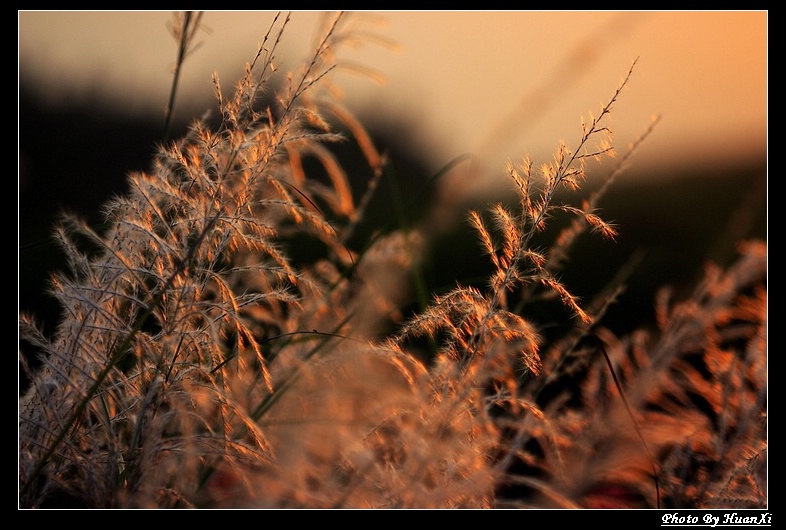 《芦苇花》 摄影 欢喜