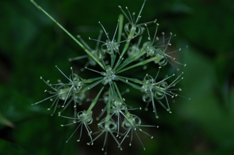 竹 花 摄影 田戈